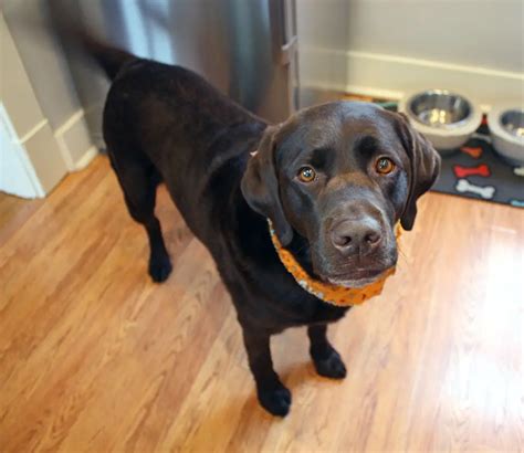 Pumpkin Pie for Dogs Recipe Inspired by a Family Favorite