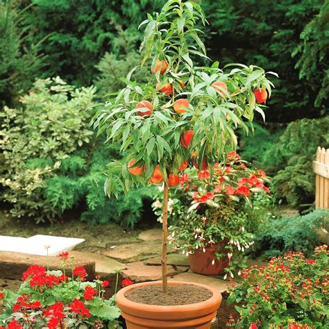 Bonanza Patio Peach Tree — Plantingtree