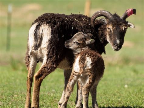 Premium Photo The Soay Sheep Is A Primitive Breed Of Domestic Sheep