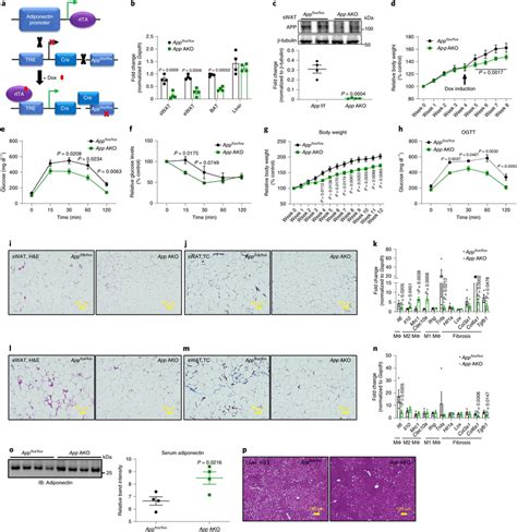 App Ako Protects Mice From Obesity A Schematic Illustration Of The