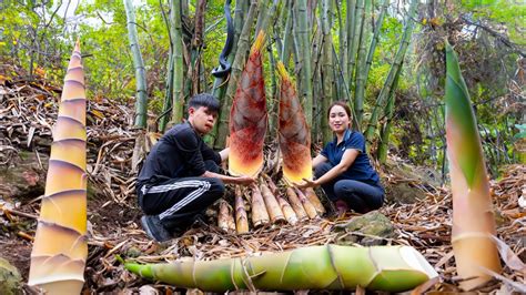 Harvest Bamboo Shoots A Type Of Bamboo Shoots That Grows In Deep