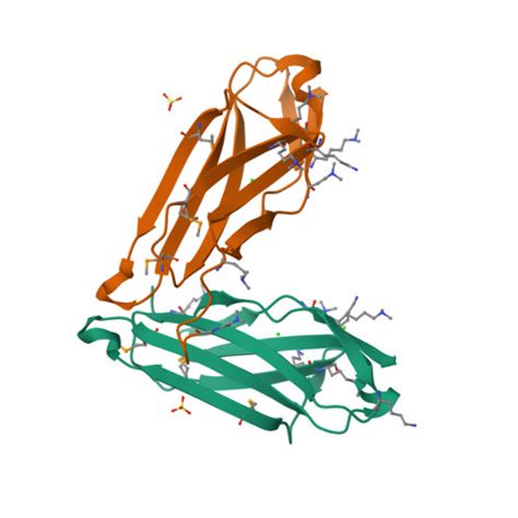 Rcsb Pdb So Crystal Structure Of An Immunoglobulin I Set Domain Of