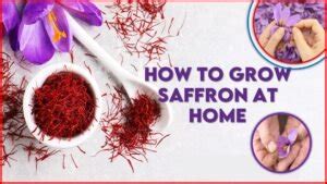 How To Grow Saffron At Home Amazing Guide For You In Steps