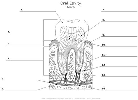 Tooth Anatomy Diagram Unlabeled on Tooth Anatomy Worksheets | Teeth ...