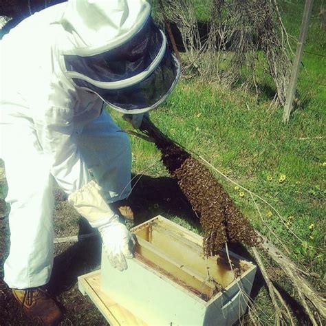 Bee swarm removal - Bizzy Beehive