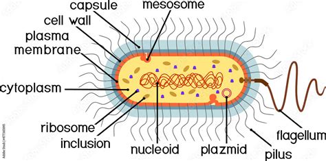 Bacterial cell structure. Prokaryotic cell with nucleoid, flagellum, plazmid, mesosome and other ...