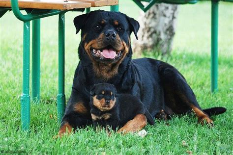 17 Best images about Rottweiler on Pinterest | I am, Puppys and In love