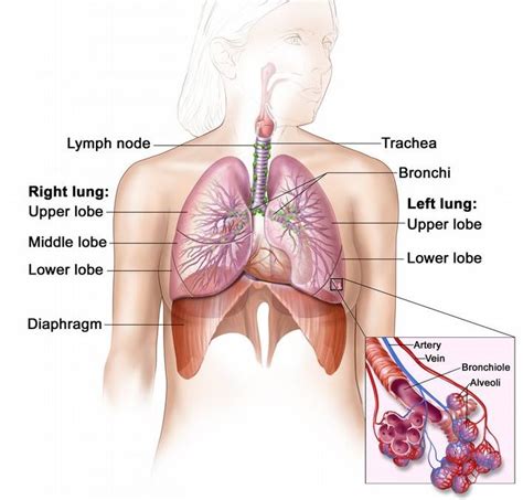 Lungs: The Anatomy Of The Lungs