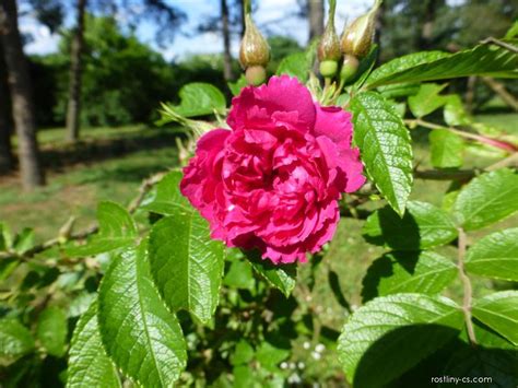 R E Svraskal Rosa Rugosa F J Grootendorst Kv Ty Kv Tenstv