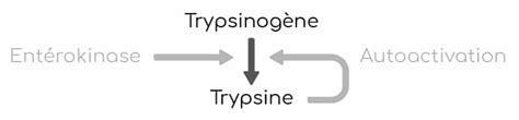 Trypsinog Ne Caract Ristiques Et R Les Biologiques Nutrixeal Info