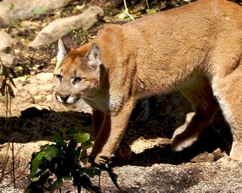 Cougar The Biggest Animals Kingdom