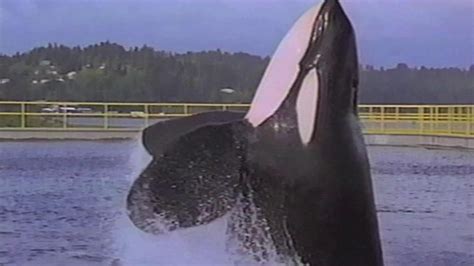 Keiko Orca Free Willy