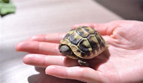 【初心者向け】カメの飼い方は？カメの飼育に必要なものや注意点 おすすめの種類を解説｜【アットホーム】住まい・不動産のお役立ち情報＆ツール