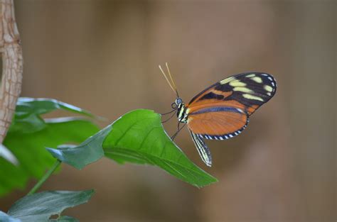 Photo Gallery Friday Butterflies Are Blooming At Frederik Meijer