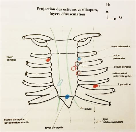 Le Coeur Cours De Biologie Sur EBiologie Fr