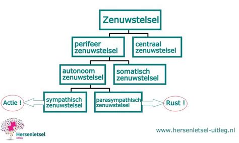 Het Zenuwstelsel Anatomie En Functie Uitleg Achtergrondinformatie