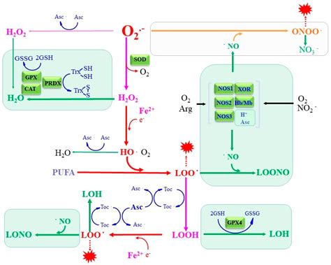 Superoxide Dismutase Pathway