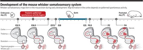 Embryonic Neural Activity Wires The Brain Science