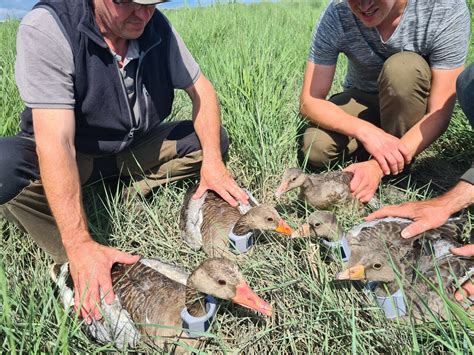 La Fédération Des Chasseurs De Loire Atlantique Préserve La Faune