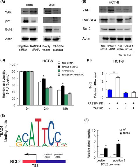 Rassf Regulates Bcl And Fu Sensitivity Through Yap A Western