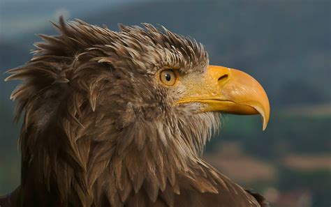 Arti Sebenarnya Mimpi Melihat Burung Elang Yang Perlu Anda Tahu