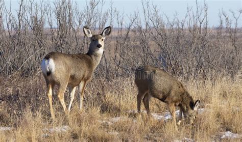 Mule Deer Doe Keeping Watch Over Fawn Stock Photo - Image of survival ...