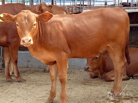 鲁西黄牛育肥牛犊价格 批发价格山东菏泽 肉牛 食品商务网