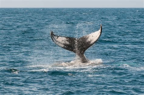 Observação de baleias movimenta turismo na costa brasileira