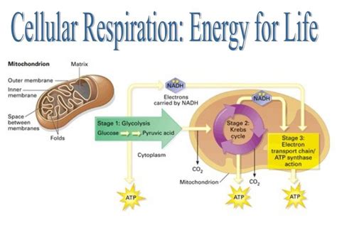 15 best Cellular respiration images on Pinterest | Anaerobic ...