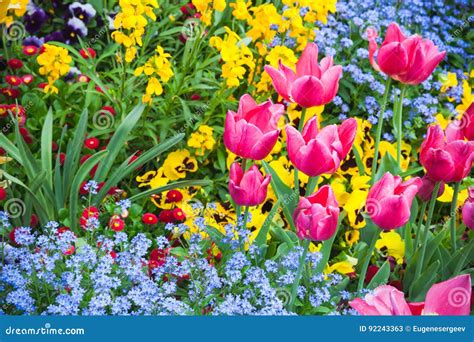 Colorful Decorative Flowers Garden Flowerbed Stock Image Image Of