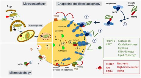 Role Of Chaperonemediated Autophagy In Metabolism Tasset