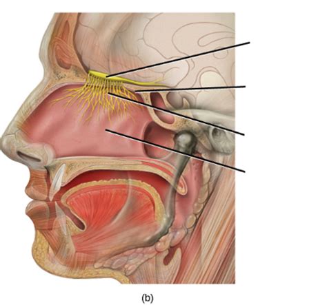 Diagram of olfactory system | Quizlet