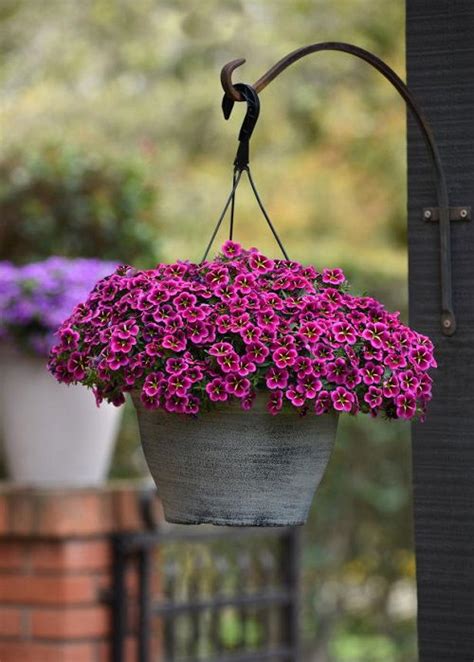 Beautiful Trailing Flowers For Hanging Baskets