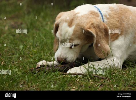 Dog Playing With Stick Stock Photo Alamy