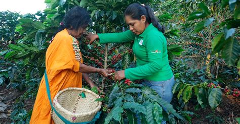 Cusco Fortalecer N La Visi N Empresarial De Familias Caficultoras