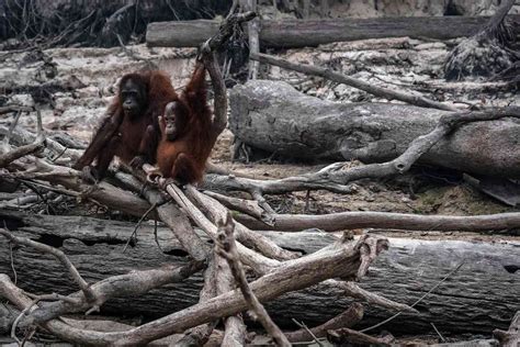 Indonesian Forest Fires Affecting Bornean Orangutans