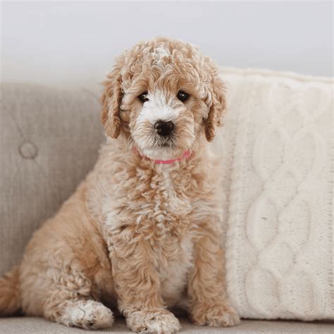 White English Goldendoodle