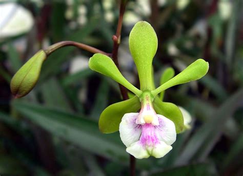 Plantas aéreas características y cuidados Guía Completa 2023