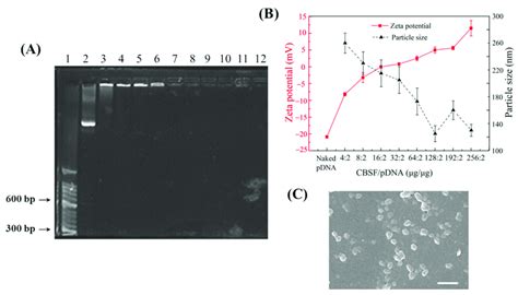 A Agarose Gel Electrophoresis Of Naked Pdna Cbsf Pdna Complexes And