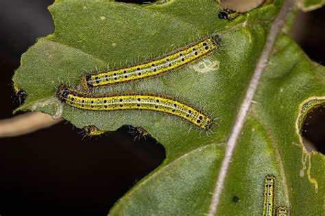 Oruga De La Gran Mariposa Blanca Del Sur Foto Premium