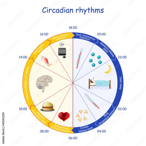 Circadian Rhythms Human Biological Clock And Daily Activities Stock