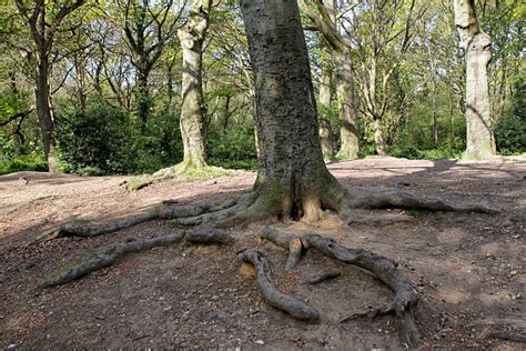 80 Tooting Bec Foto Foto Stok Potret And Gambar Bebas Royalti Istock