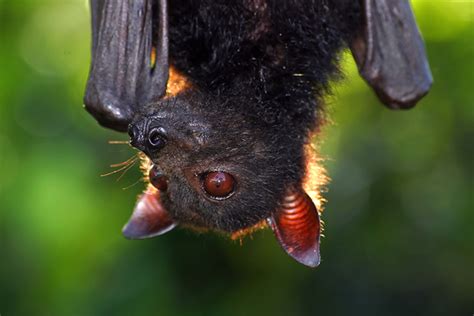 Endangered fruit bats, and many other species, on the menu in the ...