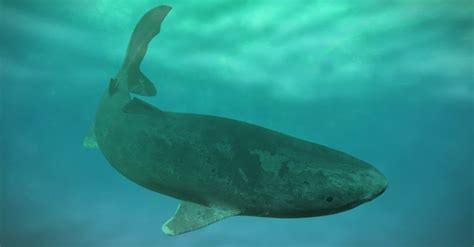 Greenland Shark A Z Animals