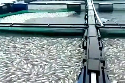 Cuaca Esktrem 45 Ton Ikan Di Danau Maninjau Mati Kebencanaan