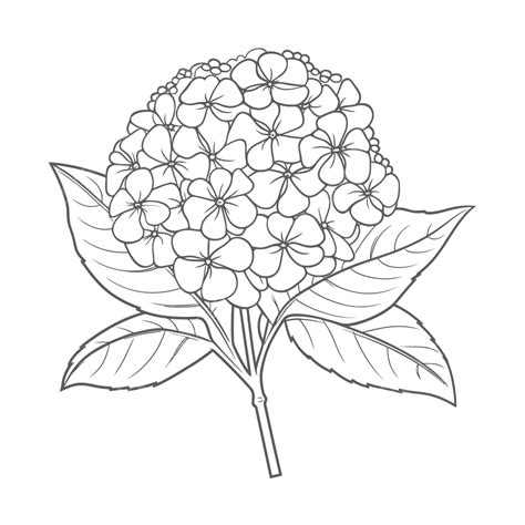 Hydrangea Drawing Vector