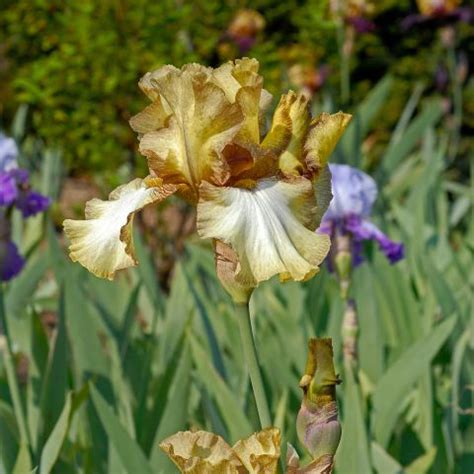 Iris Patina Tb Smoky Light Brown Olive Yellow Bearded Iris