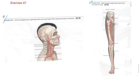 Arteries Diagram Quizlet