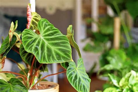 12 Different Types Of Philodendrons With Pictures Plantglossary