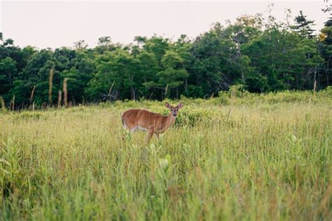 5 Kinds of Wildlife I Saw in Shenandoah National Park